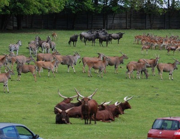 ZOO a SAFARI Dvůr Králové